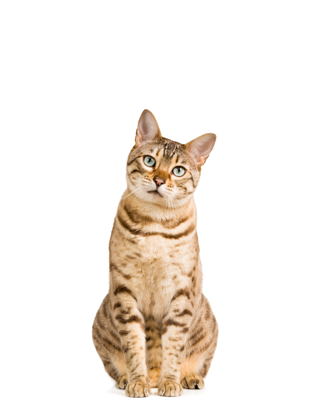 Design sans titre 2025 07 22T163534.377 | Centre Vétérinaire des 4 Bras, Vétérinaire à Nandrin pour chiens, chats et NAC