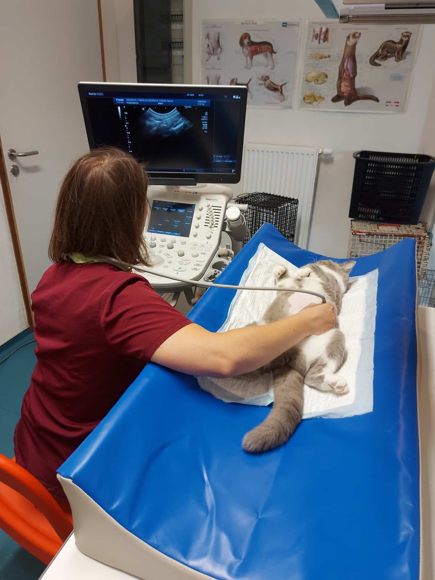 Image3 | Centre Vétérinaire des 4 Bras, Vétérinaire à Nandrin pour chiens, chats et NAC